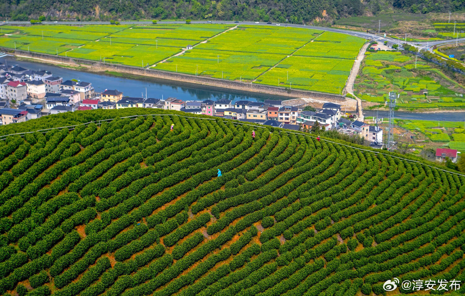 栗月坪茶园梯田俯瞰