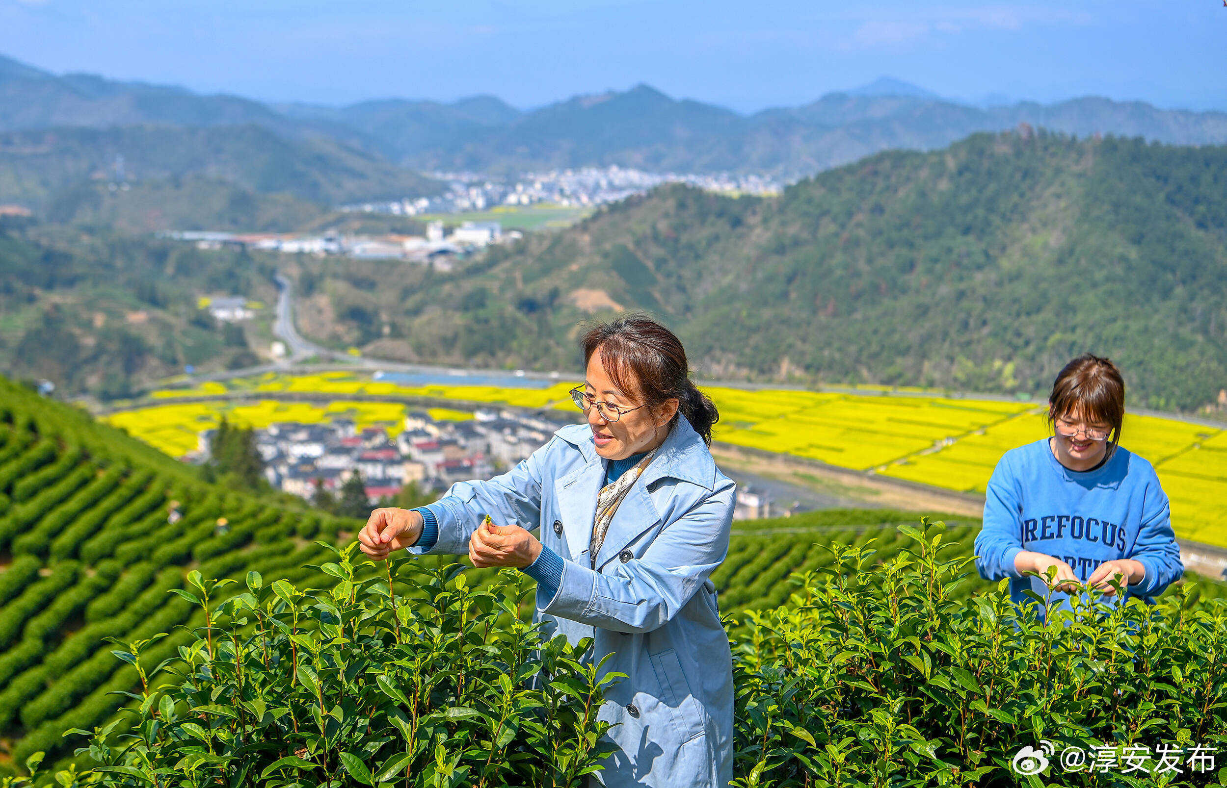 栗月坪白茶采摘
