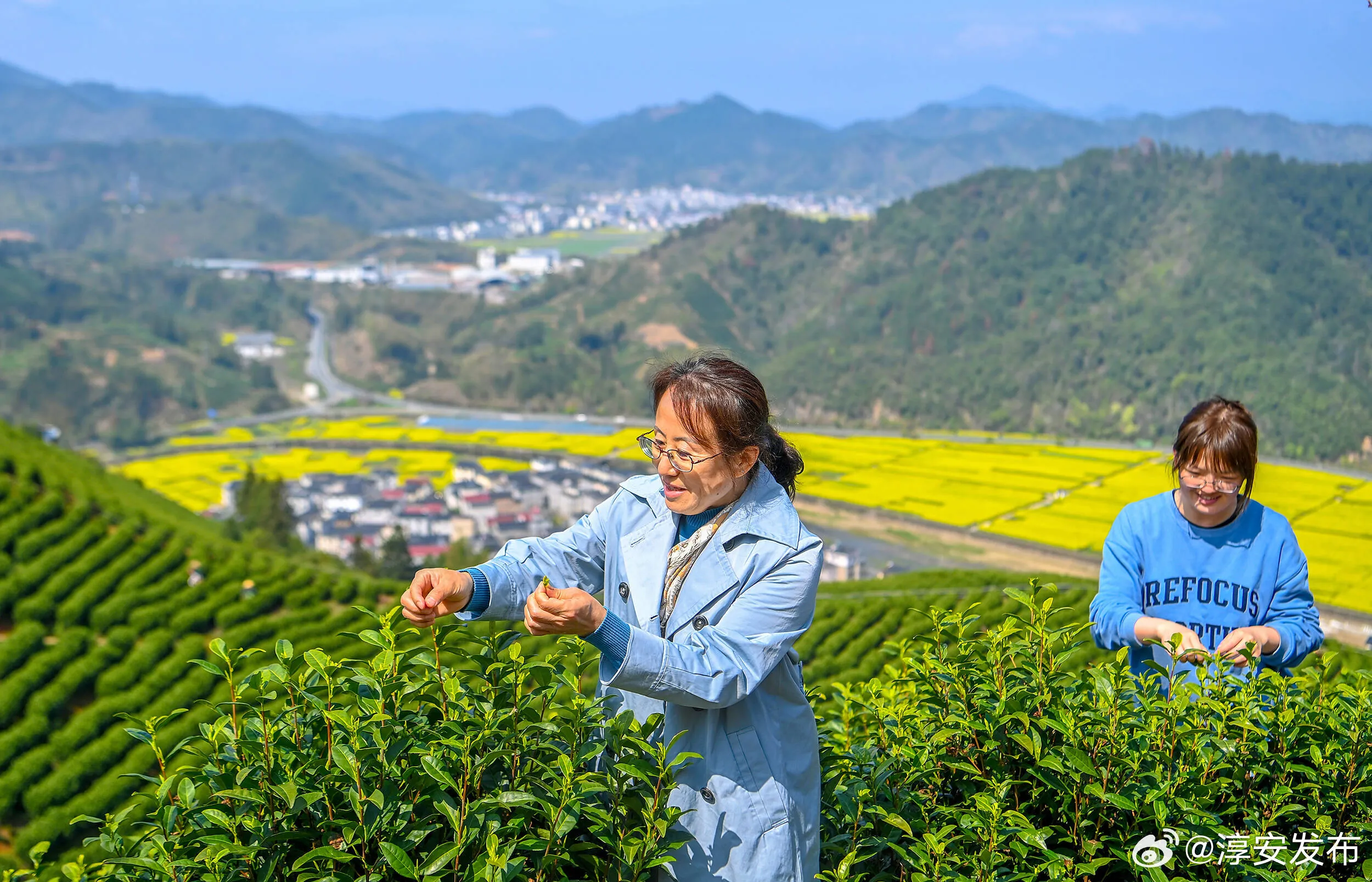 栗月坪白茶采摘